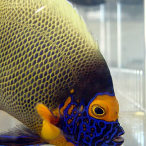 Blueface Angel - Pomacanthus Xanthometopon (Medium)