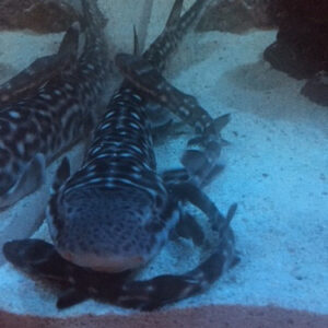 Marbled Cat Shark Pair (12 - 18 Inches, 2 Sharks total)