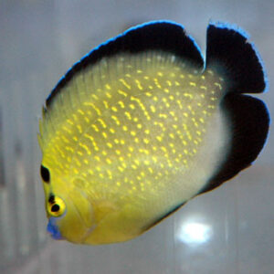 Goldflake Angel - Apolemichthys xanthopunctatus