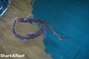 Grey Smooth Hound Shark