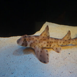 Horn Shark - Heterodontus francisci