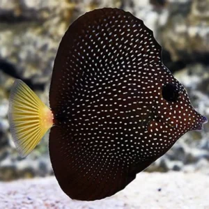 Gem Tang