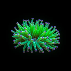 Green bubble tip anemone