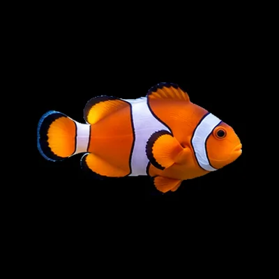 Blue Current Aquatics