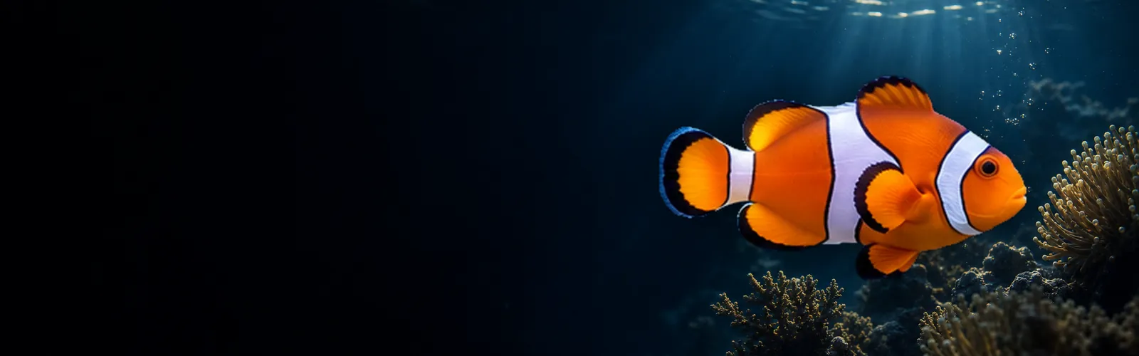 Blue Current Aquatics