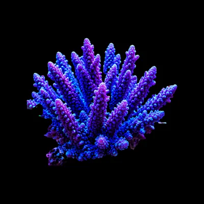 Coral Cove Frags