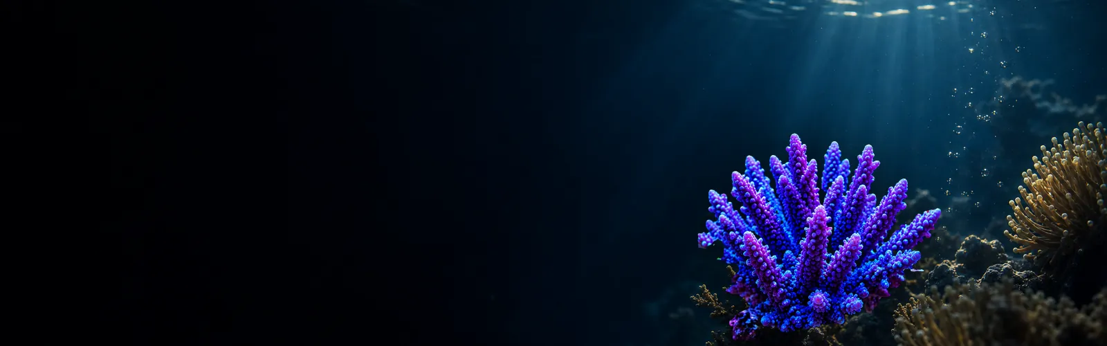 Coral Cove Frags