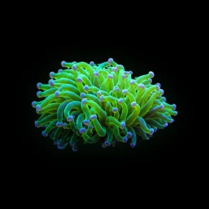 Dragon Soul Torch Coral 2 heads