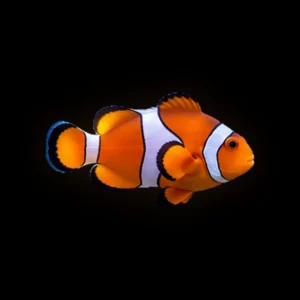 Captive-Bred Ocellaris Clownfish Pair