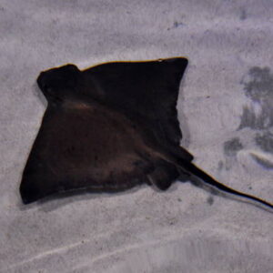 Bat Ray - Myliobatis Californica