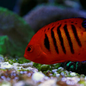 Flame Angel Fish - Centropyge loricula