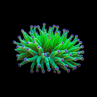 Night Reef Frags