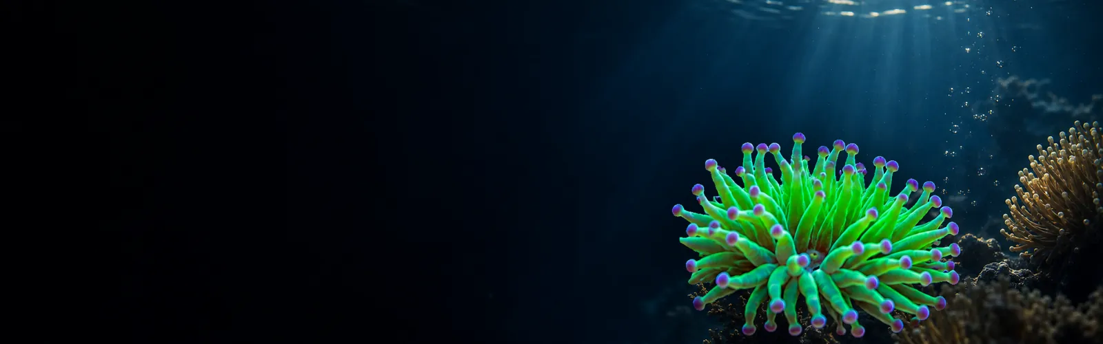 Night Reef Frags