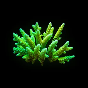Green Slimer Acropora Frag (1")