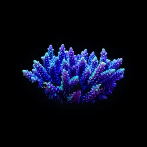 Walt Disney Acropora frag