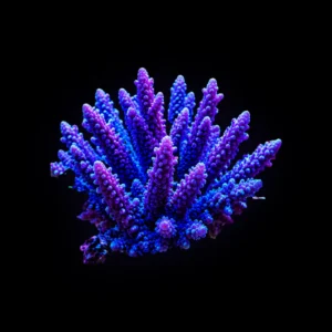 Purple tip acropora frag