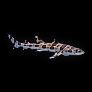 Bamboo Shark Egg (Viable)