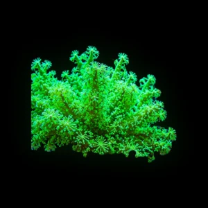 Green star polyp rock 2x2