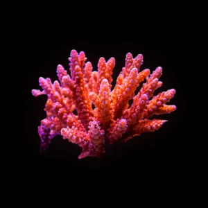 Orange Montipora Plating Frag