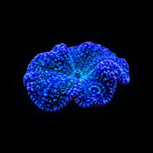 Blue Rhodactis Mushroom