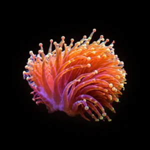 Rose Bubble Tip Anemone