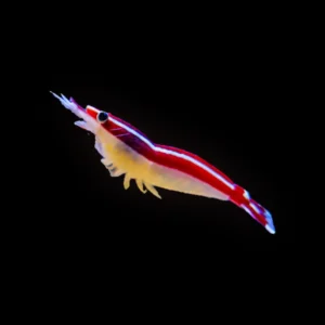 Skunk Cleaner Shrimp