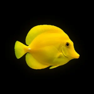Yellow Tang (Medium)