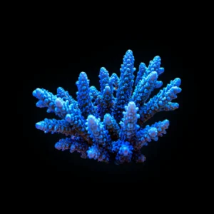 Rainbow acropora frag (video)