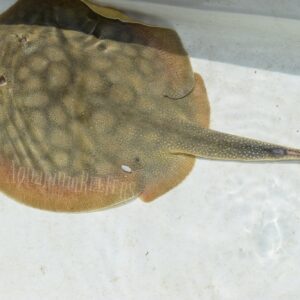California Round Ray - Urobatis Halleri